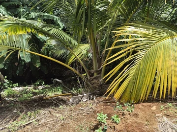 Terrain Agricole