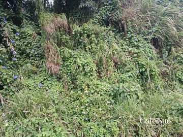 Agricultural Land