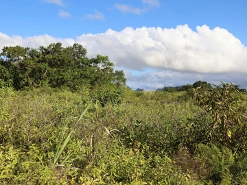 Agricultural Land