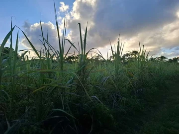 Agricultural Land