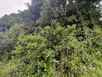 Agricultural Land