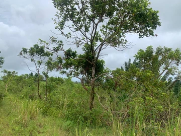 Agricultural Land