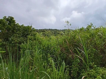Terrain Agricole