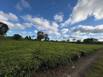 Agricultural Land