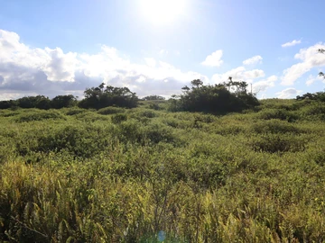 Agricultural Land