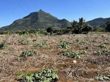 Agricultural Land