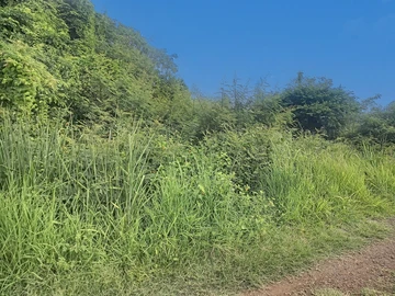 Terrain