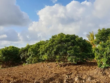 Terrain Agricole