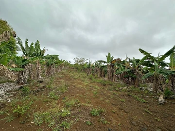 Agricultural Land