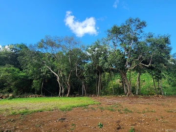 Land