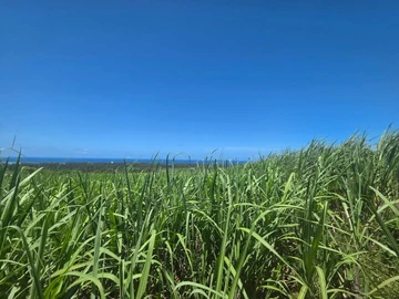 Agricultural Land