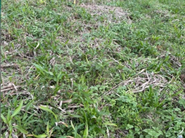 Residential Land
