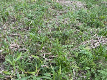 Residential Land
