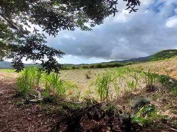 Terrain Agricole