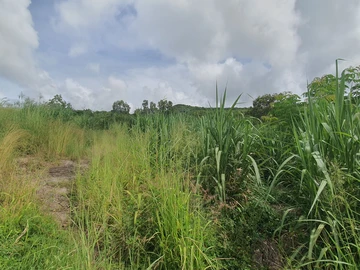 Agricultural Land