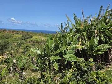 Agricultural Land