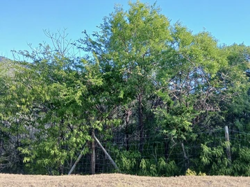Residential Land