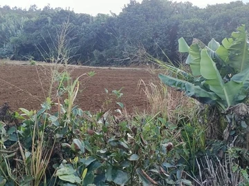 Agricultural Land