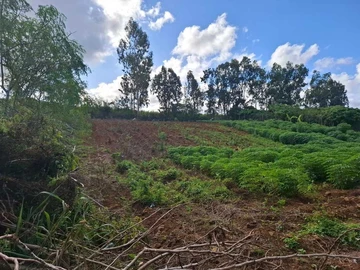 Agricultural Land