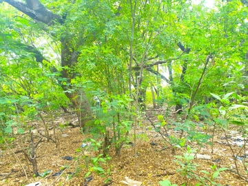 Residential Land