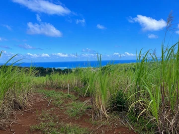 Agricultural Land