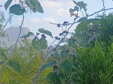 Residential Land