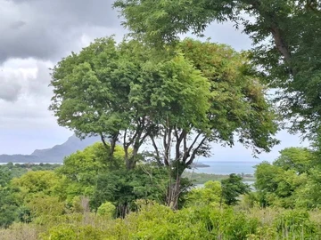 Land