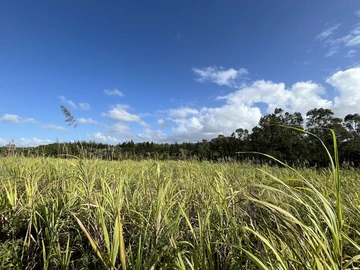 Agricultural Land