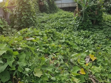 Residential Land