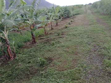 Agricultural Land