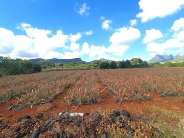 Terrain Agricole
