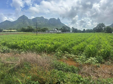 Terrain Agricole
