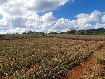 Terrain Agricole
