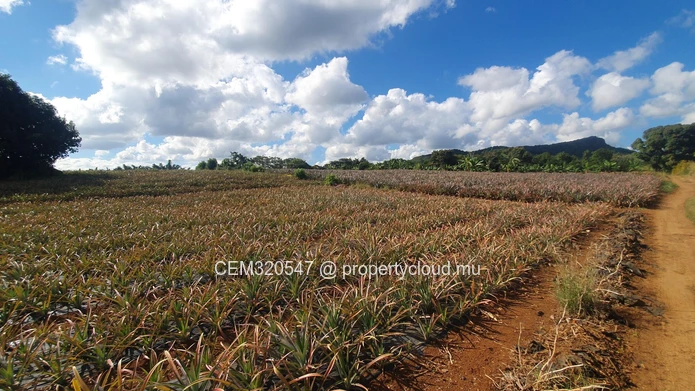 Terrain Agricole à Vendre – Route Ilot Branch, Rivière des Calebasses, Pamplemousses