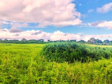 For sale agricultural land at Morcellement Agricole SIT at La Flora. 