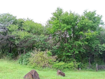 Residential Land