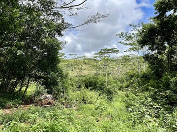 Agricultural Land