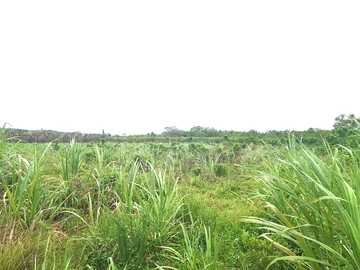 Agricultural Land
