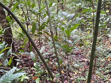 Agricultural Land