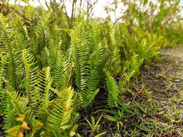 Terrain Agricole