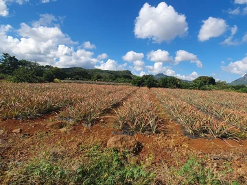 Terrain Agricole