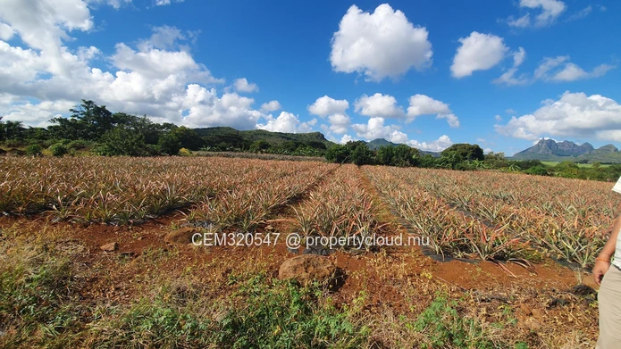 Terrain Agricole à Vendre – Route Ilot Branch, Rivière des Calebasses, Pamplemousses