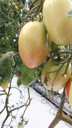 8.47 Perches Residential Land for Sale with Fully Equipped Greenhouse – Rivière des Anguilles