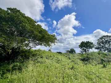 Agricultural Land