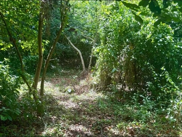Terrain