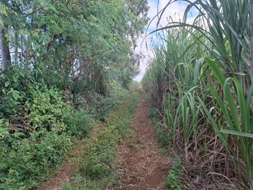 Agricultural Land