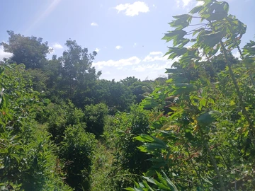 Agricultural Land