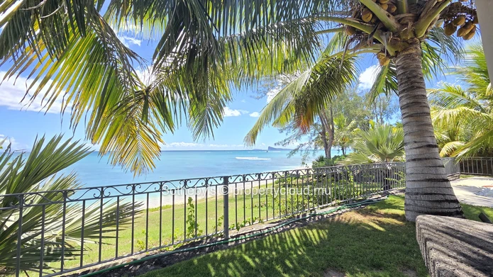 Tropical Dream