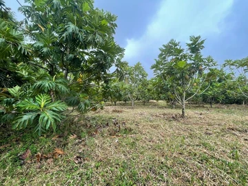 Agricultural Land