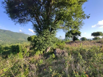 Terrain